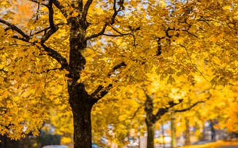 ���˺ӵķ羰Сѧ�����ģ�ͨ��23ƪ��