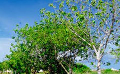 ������ķ羰Сѧ�����ģ���ѡ53ƪ��