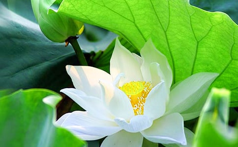 д�ɻ�������500�֣�ͨ��36ƪ��