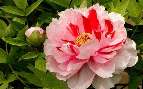 ĵ�����������ģ���ѡ30ƪ��