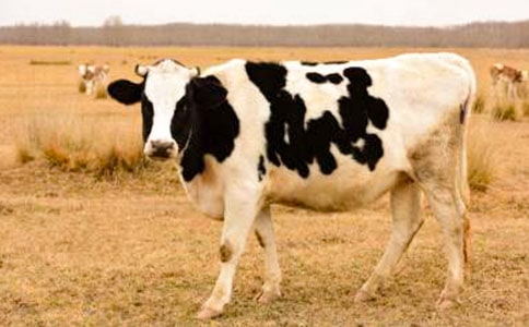 ��ţ���ģ���ѡ29ƪ��