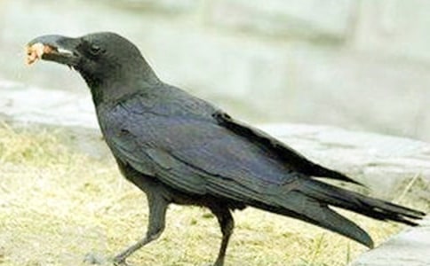 ��ѻ��ƭ�Ժ���д���ģ���ѡ36ƪ��