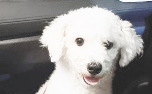 �ҵĶ�������С������300�֣���ѡ33ƪ��