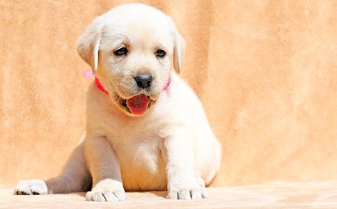 �ҵĶ�������С������300�֣�ͨ��70ƪ��