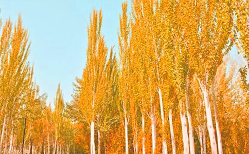 Сѧ���Ľ̰�������