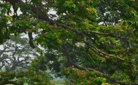 Сѧ���İ���̰�