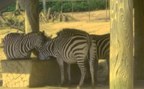 ����������������̰�