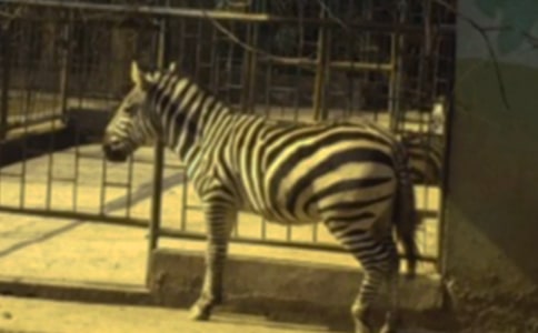 ���뻮�����ߵı���