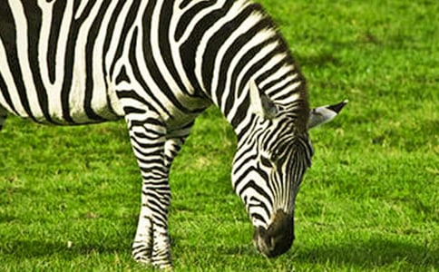 �������ð����߳�����