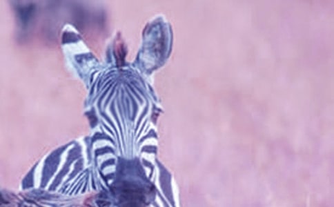 �������ð���������