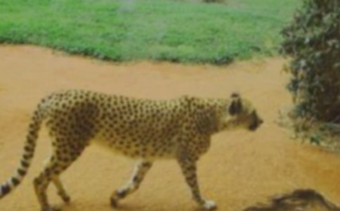 我是一只豹子作文