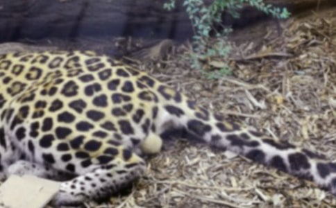 ������ͷ��--���ӿ�����