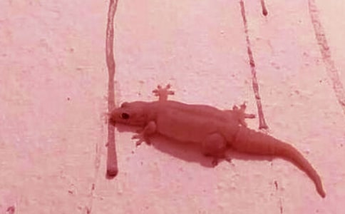 С�ڻ���β�ͻ񽱽̰�