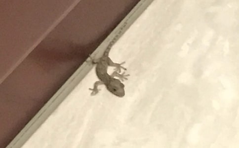 ��С�ڻ���β�͡���Ʒ�̰�