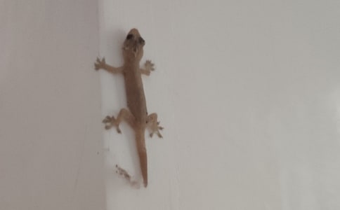 С�ڻ���β�ͽ̰��Ƽ�