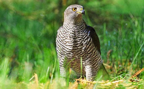 ��ӥ_�����״������