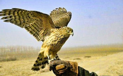 ������д��ӥ����