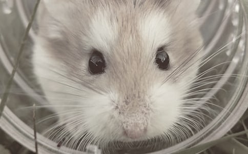 С��������14ƪ��ͨ�á�