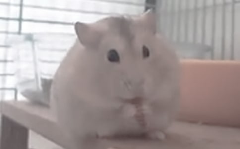 �����������Ļ��15ƪ