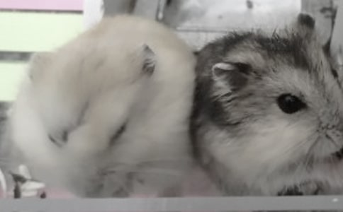 �ҵ�С�������ģ���ѡ19ƪ��