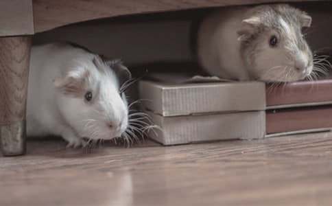 �ҼҵĲ�������15ƪ