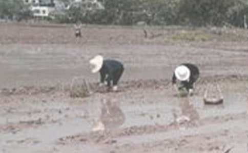 ������������(2ƪ)