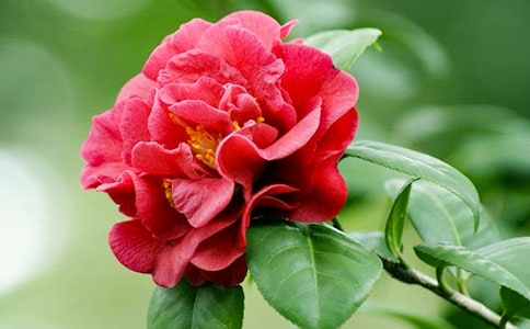 �����š�ɽ�軨����