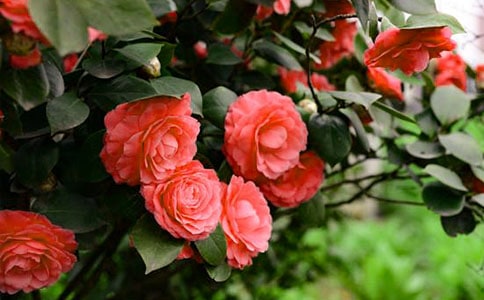 �軨������