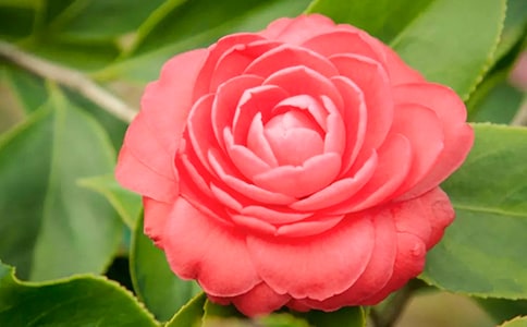 ������ɽ�軨Сѧ�����ķ��ģ���ѡ3ƪ��