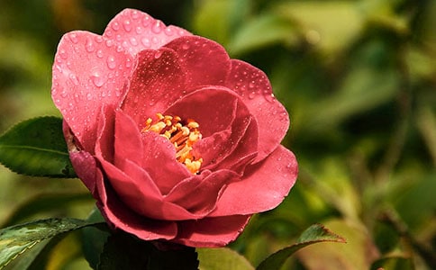 (����)�軨������15ƪ