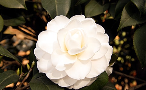 ɽ�軨������