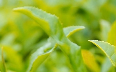 ��Ҷ��ҵ�����ܽ�