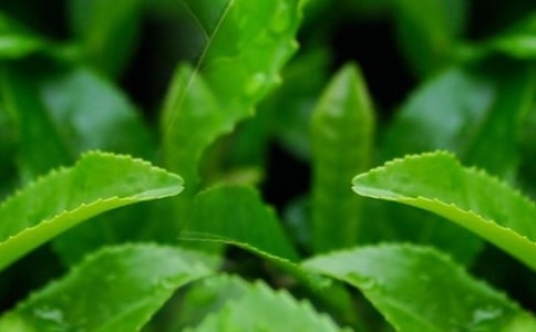 ��лͬѧ���ϵȲ�Ҷ����