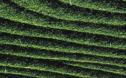 ��ҶӪ���߻�����