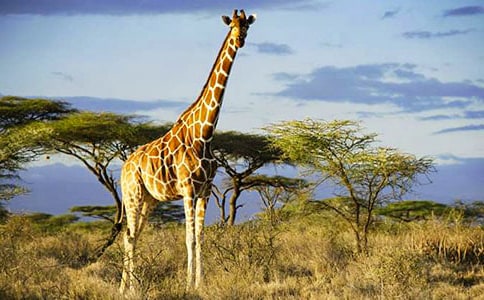 �����������¹�̰�(13ƪ)