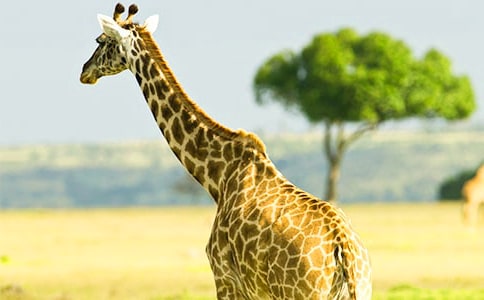 �а���������¹�̰�10ƪ