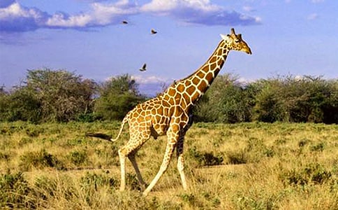 �����������¹�̰�13ƪ