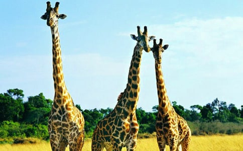 �а���������¹�̰�