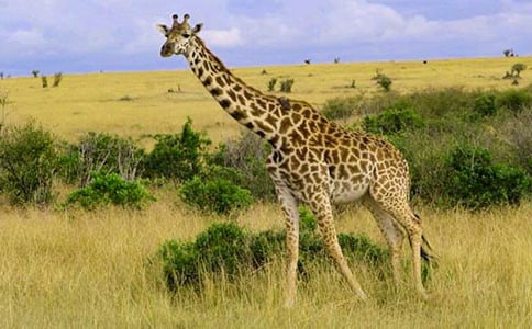 �����������¹�̰�