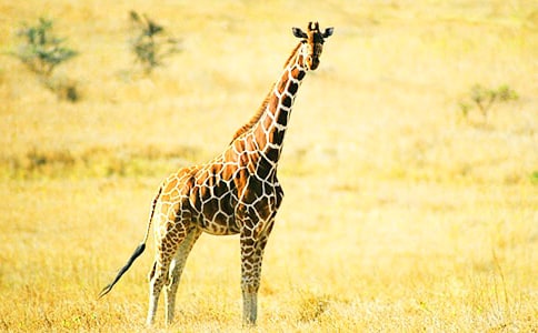 �������������¹���̰�10ƪ