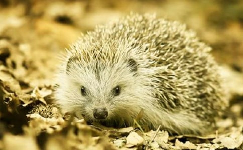 ��⬺�ɽ������