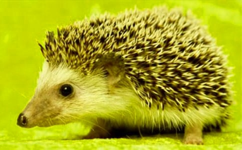 С�����ѧ����