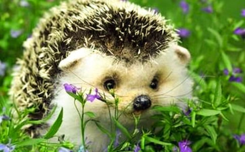 С�����������