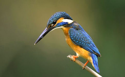 ���Ľ̰���������