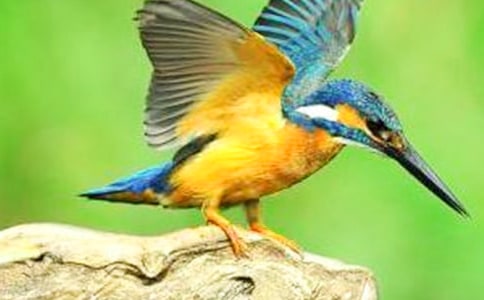 ���꼶���Ĵ���̰�15ƪ