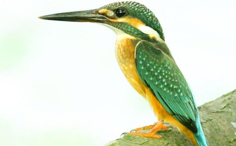 Сѧ���꼶���ġ����񡷽̰�