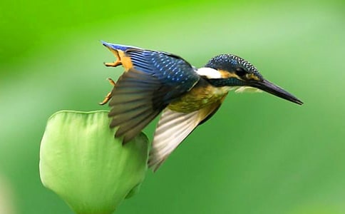 ����������̰�