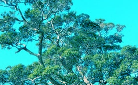 �����������ġ��Ƽ���