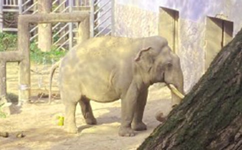 �ɰ��Ĵ�������