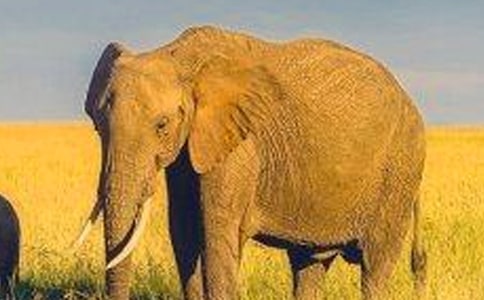 ����Сѧ�����ģ���ѡ3ƪ��